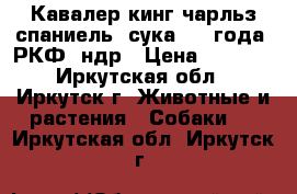 Кавалер кинг чарльз спаниель, сука 1.5 года, РКФ, ндр › Цена ­ 5 000 - Иркутская обл., Иркутск г. Животные и растения » Собаки   . Иркутская обл.,Иркутск г.